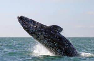grey_whales