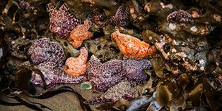 Tide Pools, Sea Stars, Cape Kiwanda