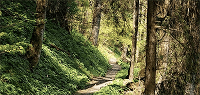 Forest Bathing